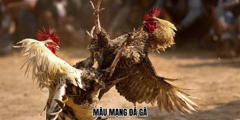 Màu Mạng Đá Gà
