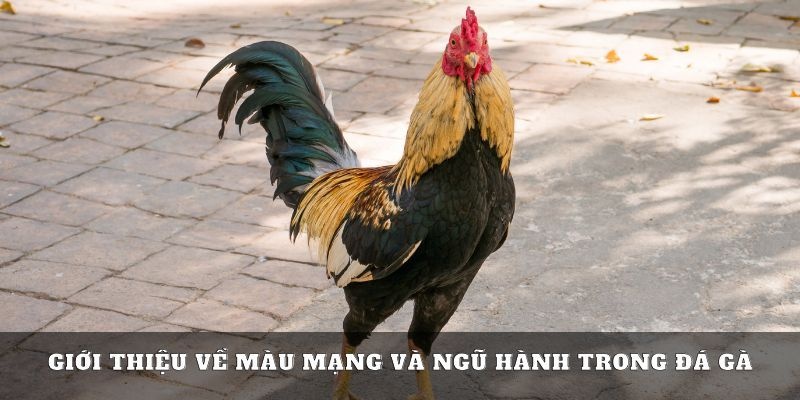 Xem màu mạng đá gà hôm nay là gì?