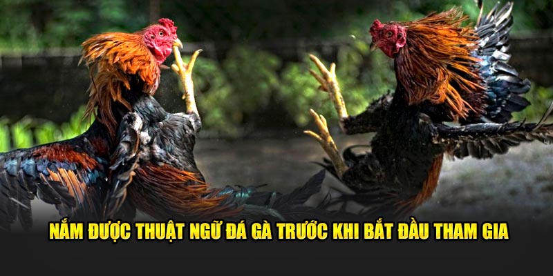 Nắm thuật ngữ đá gà trước khi tham gia